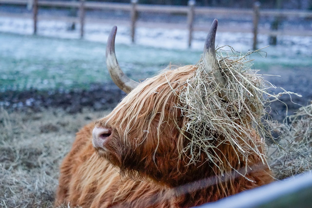higlander cow