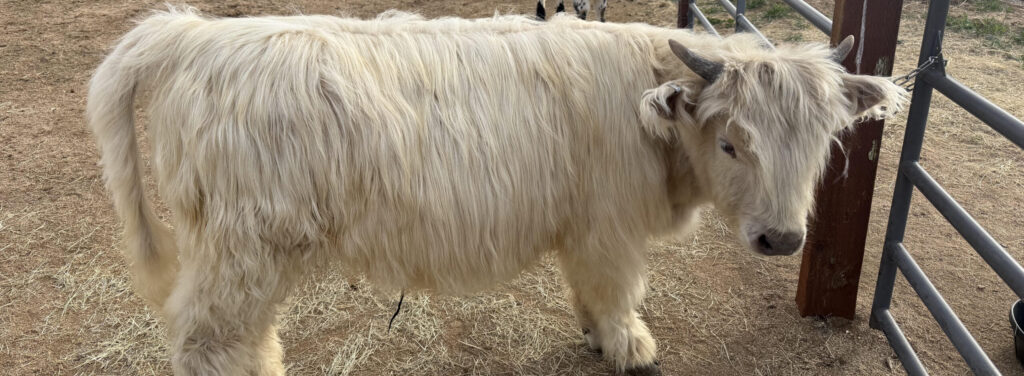 landscape cow landscape cow