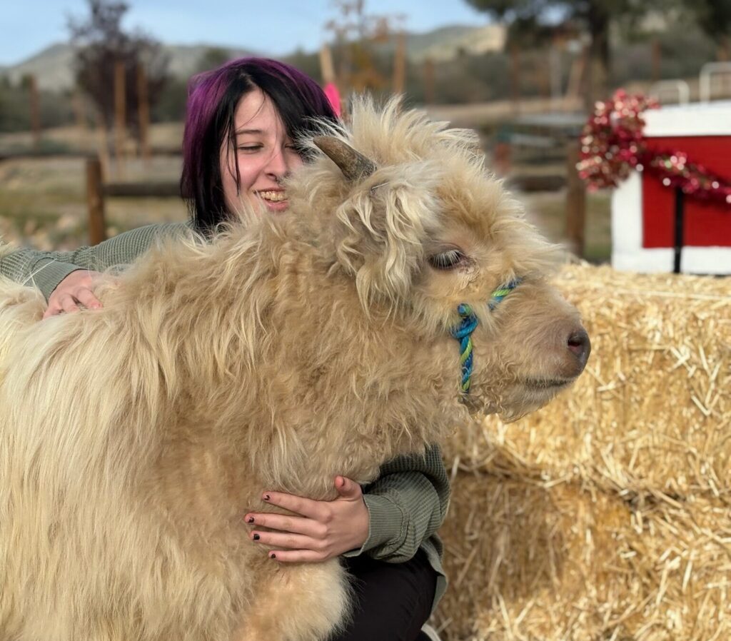 girl highland cow 1 girl highland cow 1