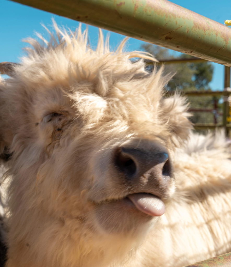 highland cow tongue out.webp highland cow tongue out.webp