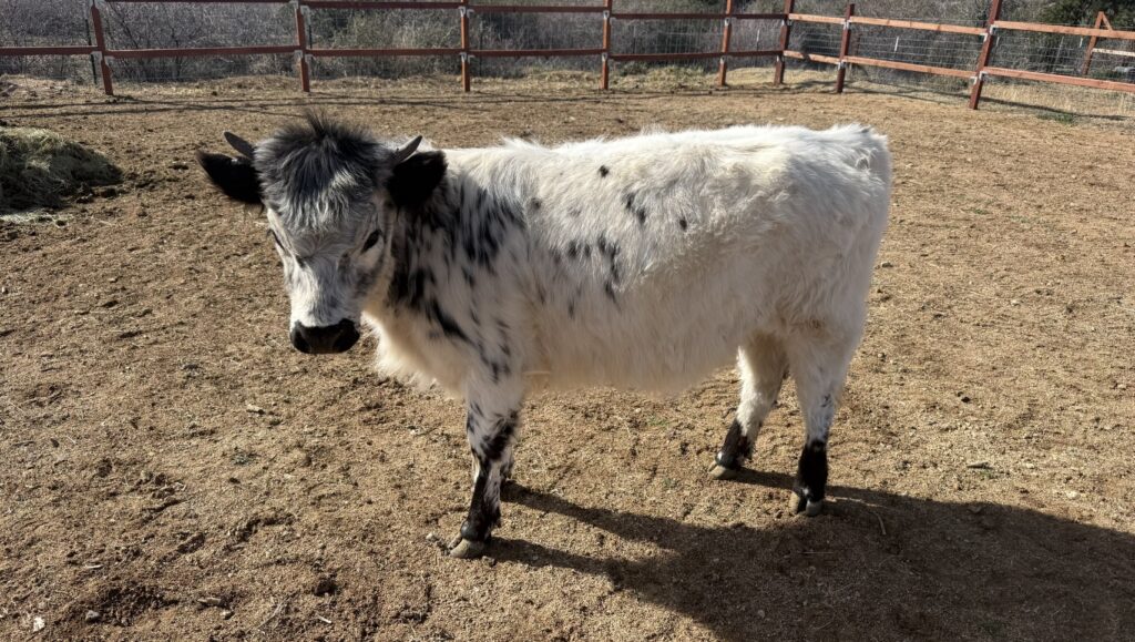 whitemoo2 whitemoo2